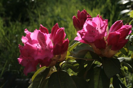 Rhododendron, röd